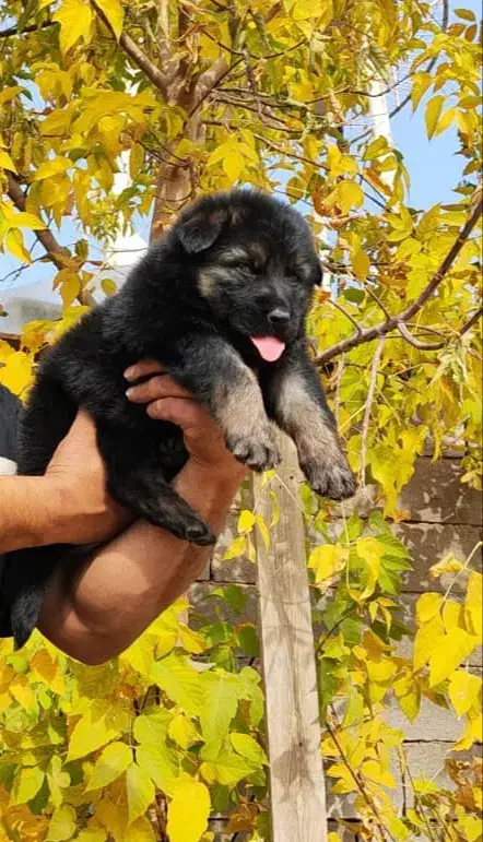 توله ژرمن بلک موبلند|سگ|شیراز, شهرک بزین|دیوار