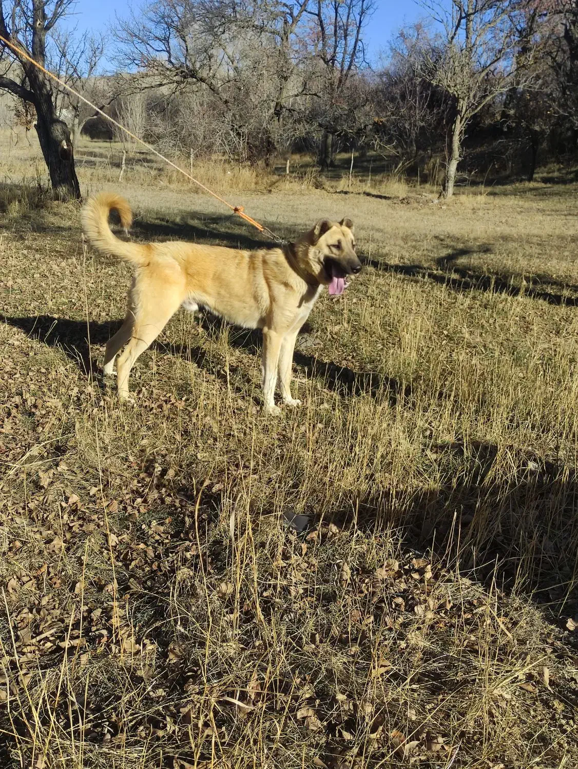 واگذاری سگ سرابی|سگ|عنبران, |دیوار