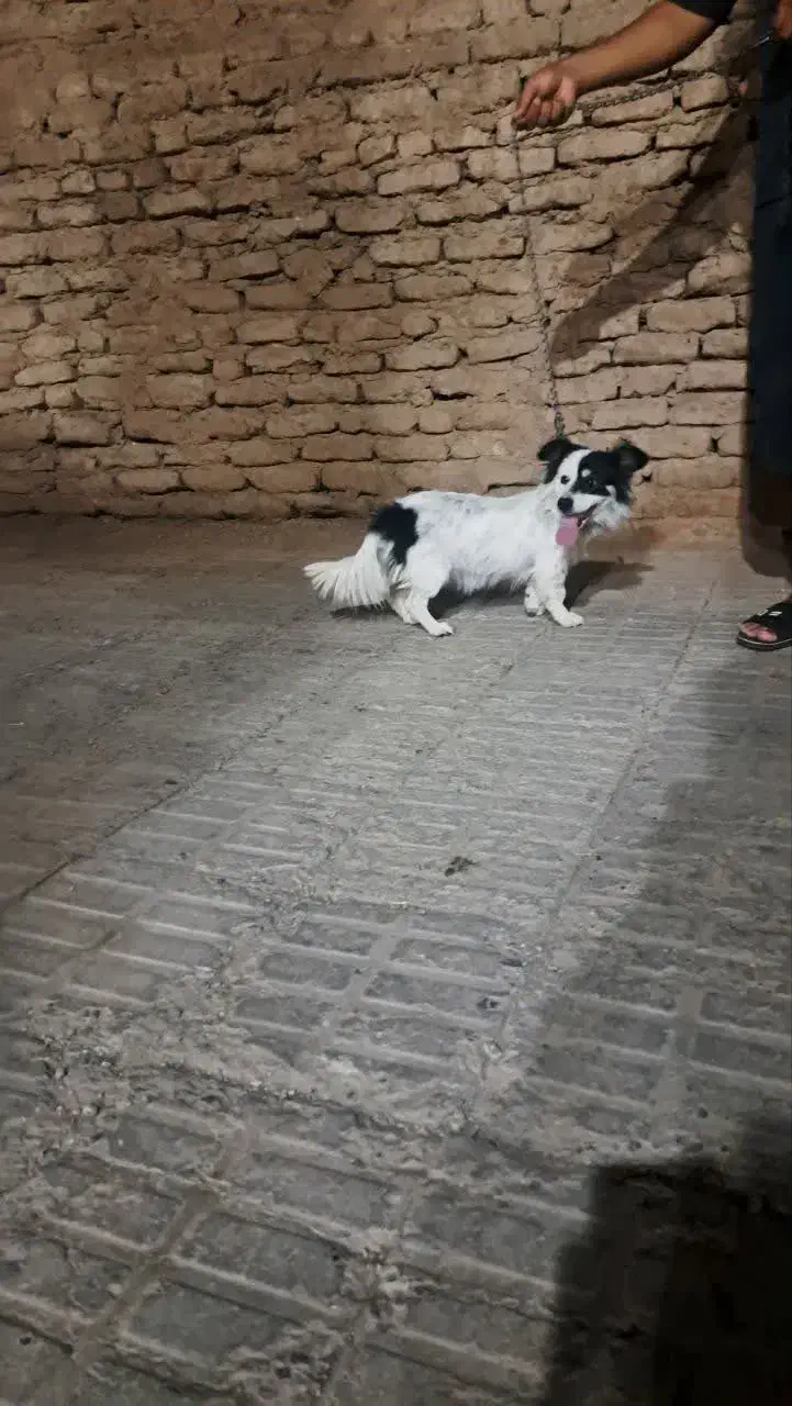 سگ پا کوتاه فروشی|سگ|بم, |دیوار