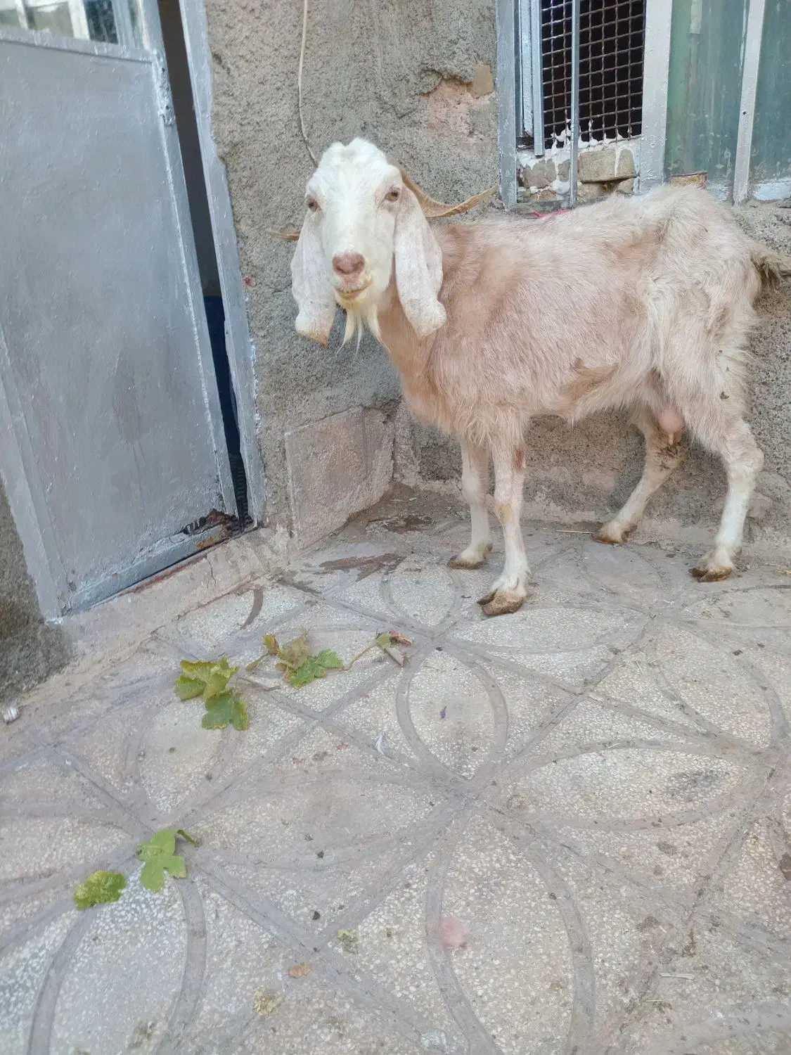 بزجوان|حیوانات مزرعه|سبزوار, عارف|دیوار