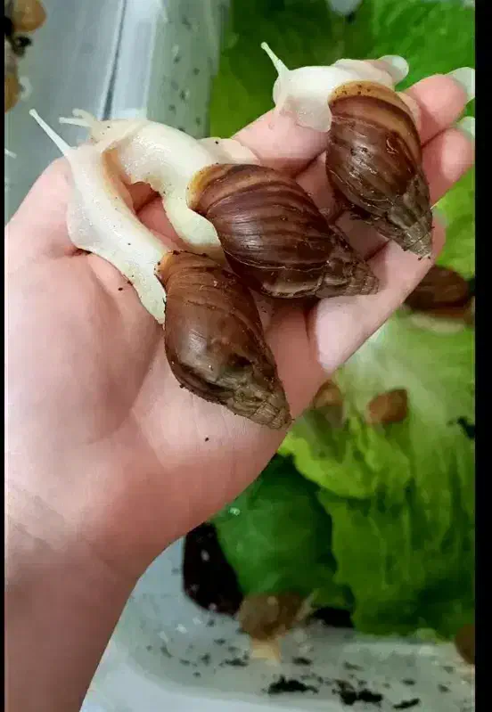 فروش خاویار حلزون|خزنده|زنجان, |دیوار