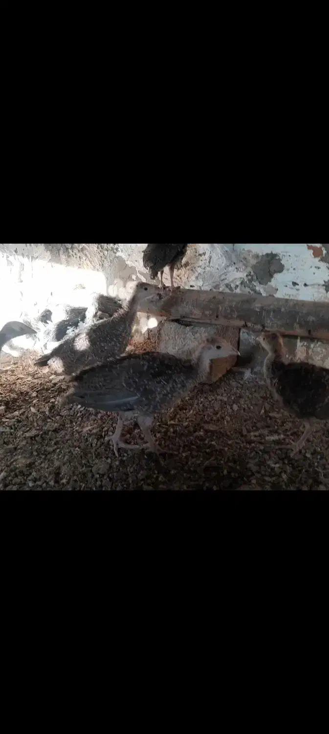 جوجه بوقلمون برنز|حیوانات مزرعه|گنبد کاووس, |دیوار