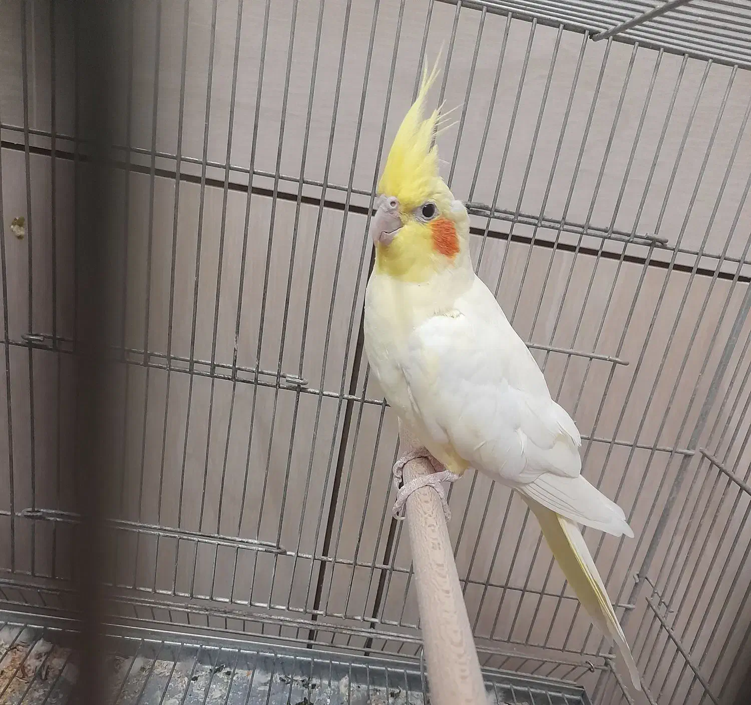 جفت عروس هلندی|پرنده|لار, |دیوار