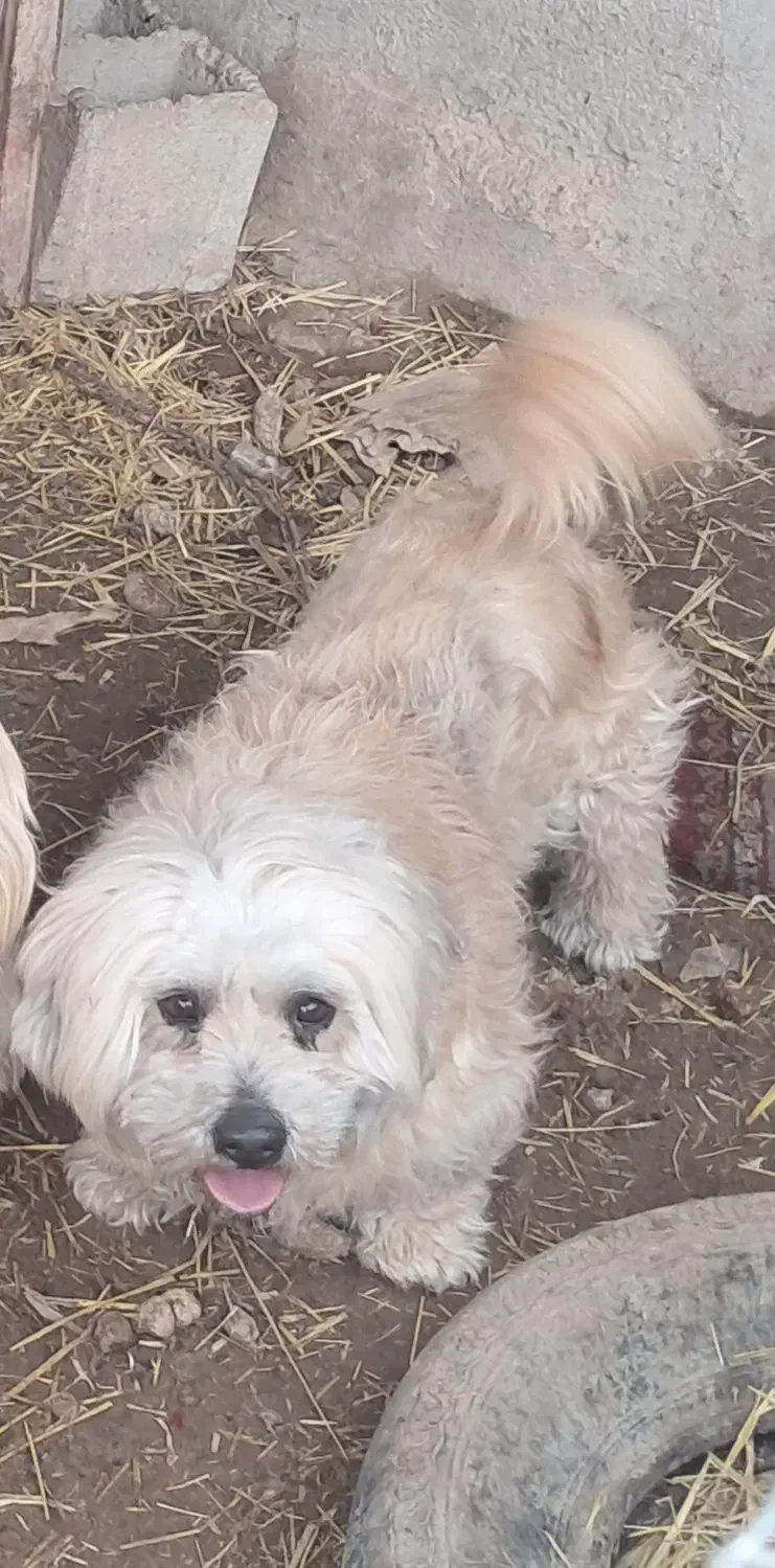 پاکوتاه|سگ|اردبیل, |دیوار