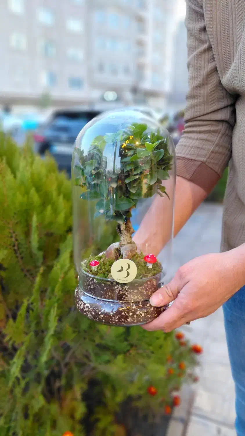 بونسای|گل و گیاه طبیعی|تبریز, |دیوار