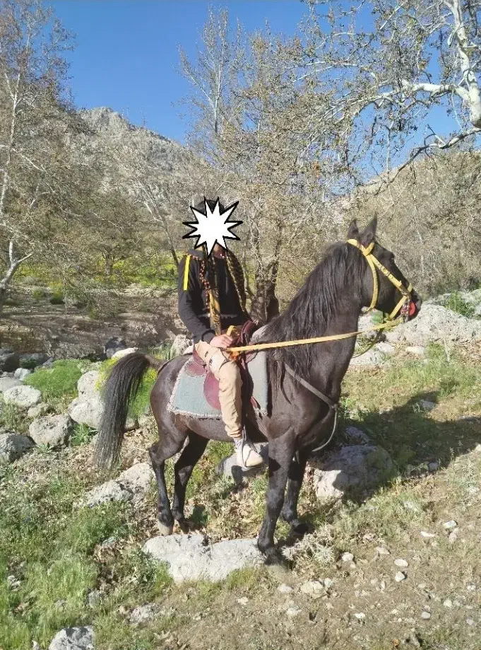 نریان|اسب و تجهیزات اسب‌سواری|یاسوج, |دیوار