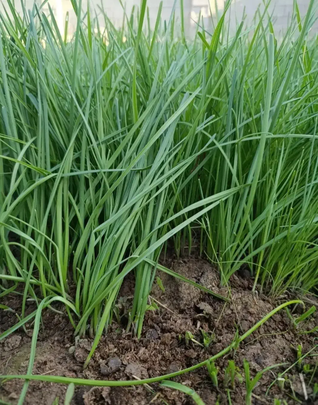 پخش عمده سبزی کیلویی۱۸۰۰۰|خوردنی و آشامیدنی|رشت, یخسازی|دیوار