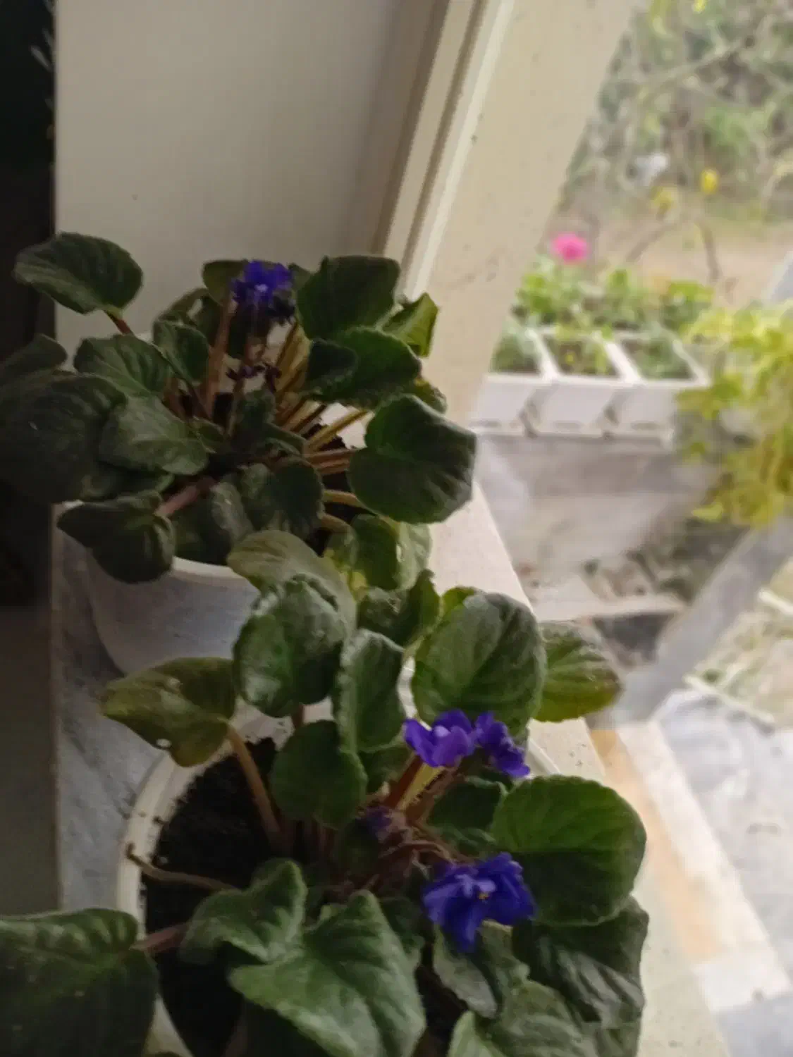 گل بنفشه آفریقایی فروشی|گل و گیاه طبیعی|حویق, |دیوار