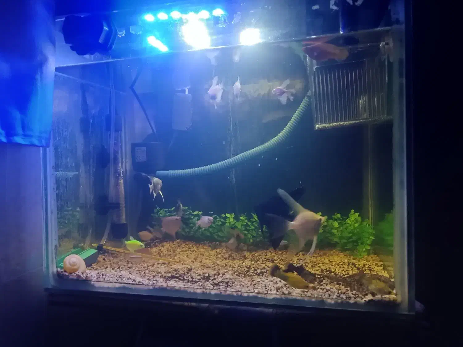 ماهی و وسایل|ماهی|قزوین, |دیوار