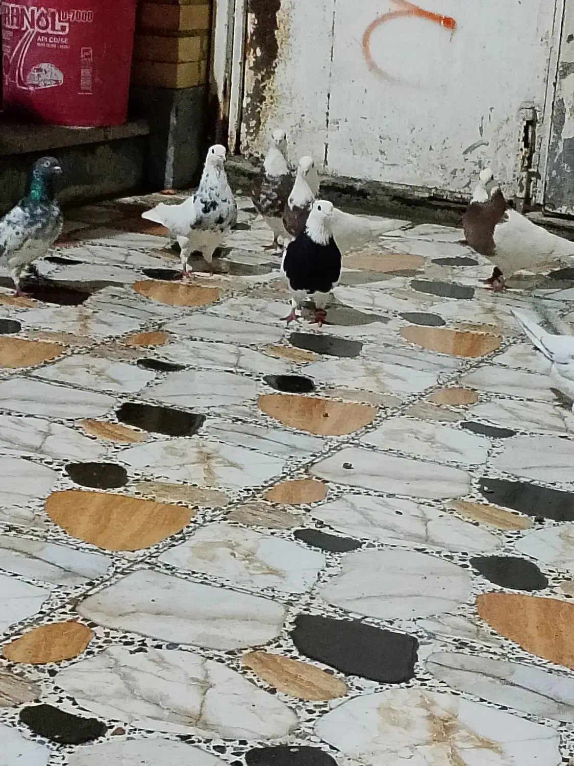 6طوقی نر|پرنده|بندر امام خمینی, |دیوار