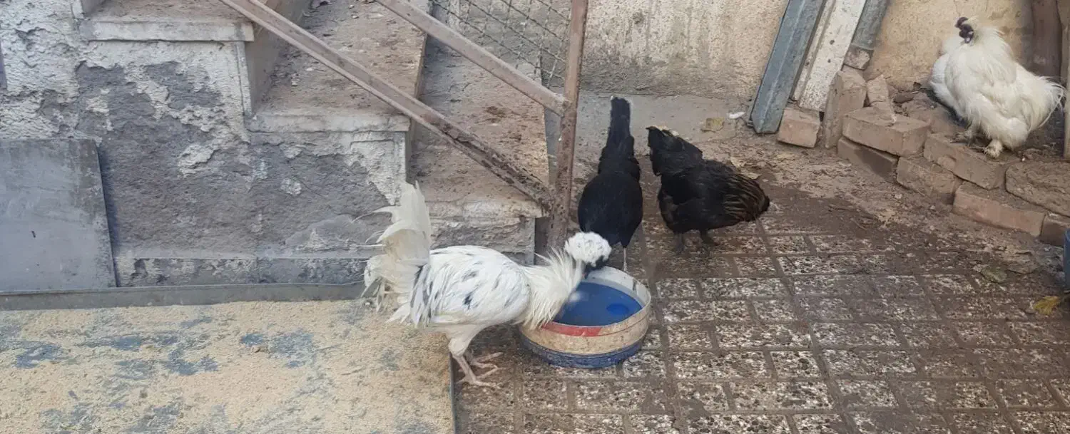 تخم مرغ لهستانی|حیوانات مزرعه|نیشابور, شهرک فرهنگیان|دیوار