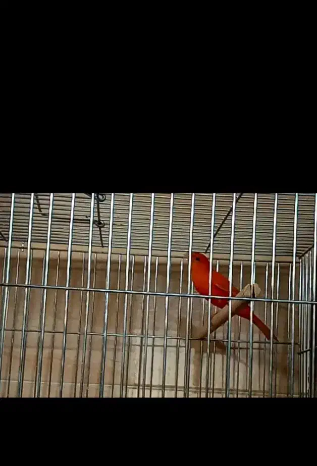 قناری نر|پرنده|شیراز, درکی|دیوار