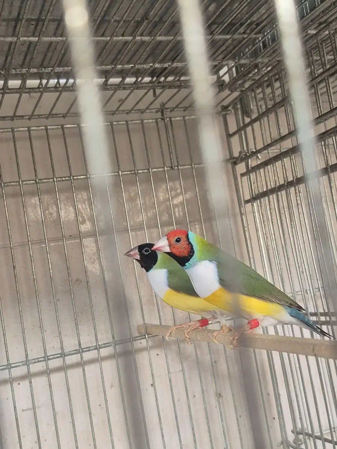 فنچ گلدین|پرنده|سیرجان, |دیوار