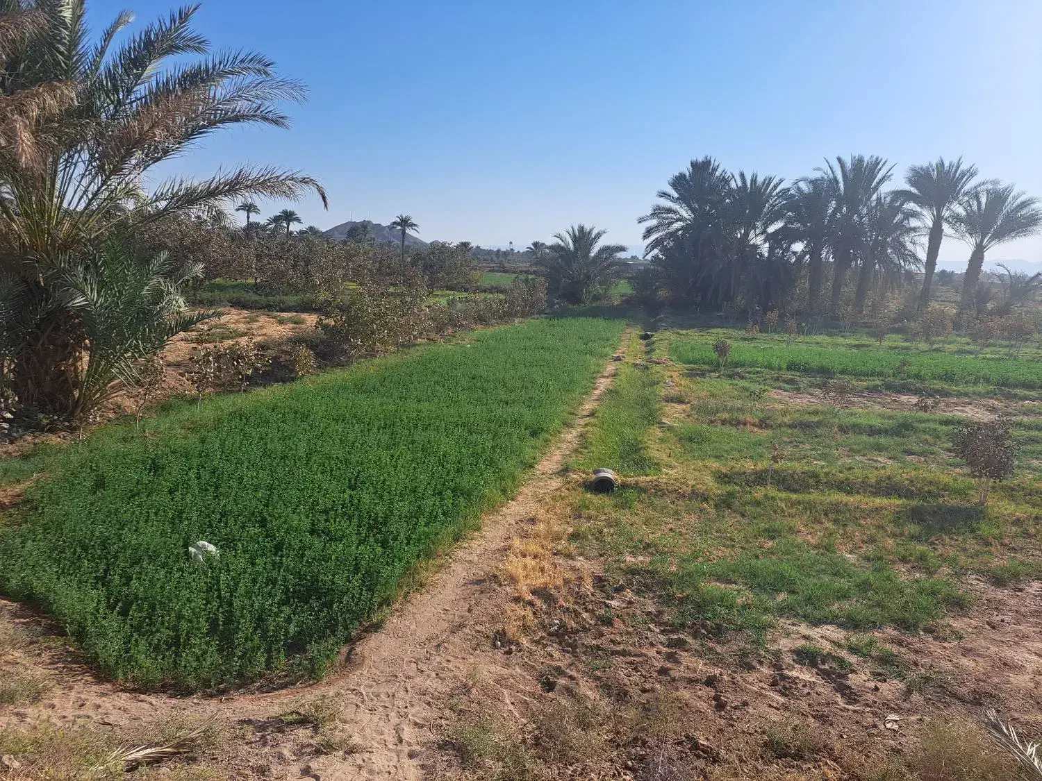 زمین مزروعی انتهای صحرای مبارکه نزدیک بلوارسنگ آهن|فروش زمین و ملک کلنگی|بافق, |دیوار