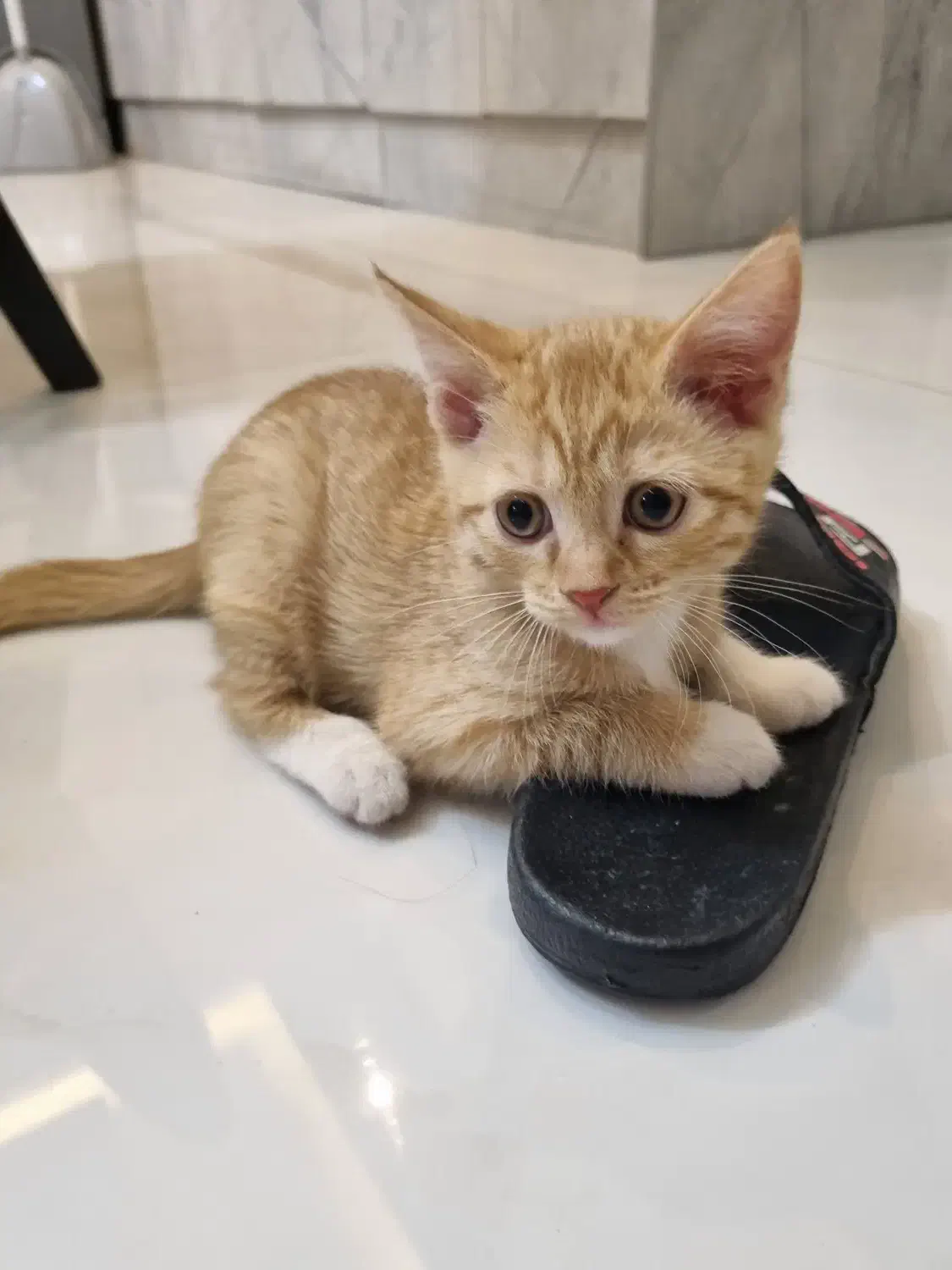 بچه گربه پدر اسکاتیش مادر کالیکو 2ماهه|گربه|گرگان, |دیوار