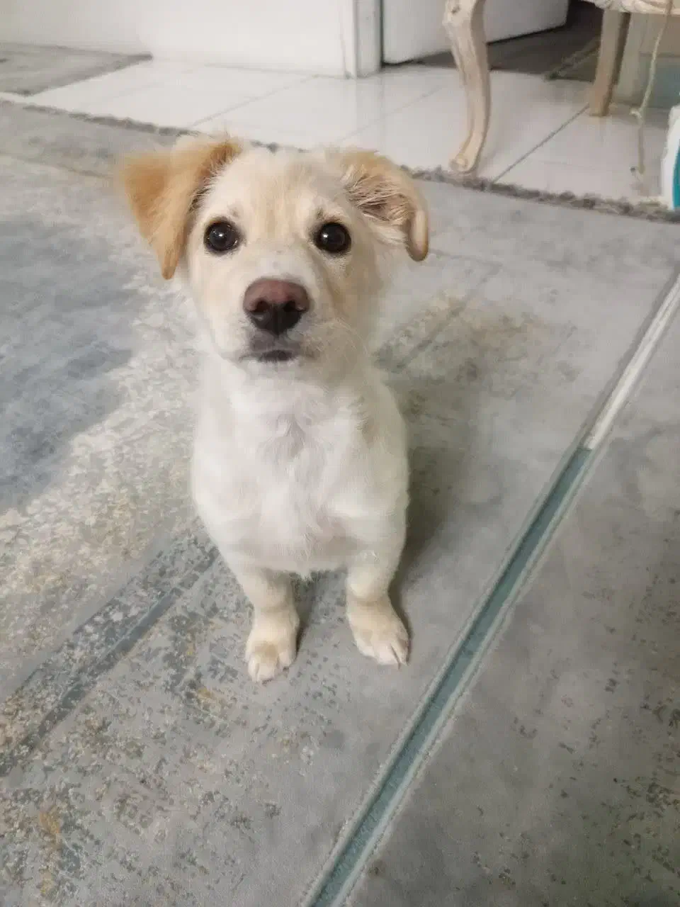 ویلو آماده واگذاری|سگ|تهران, شهرک صدرا|دیوار