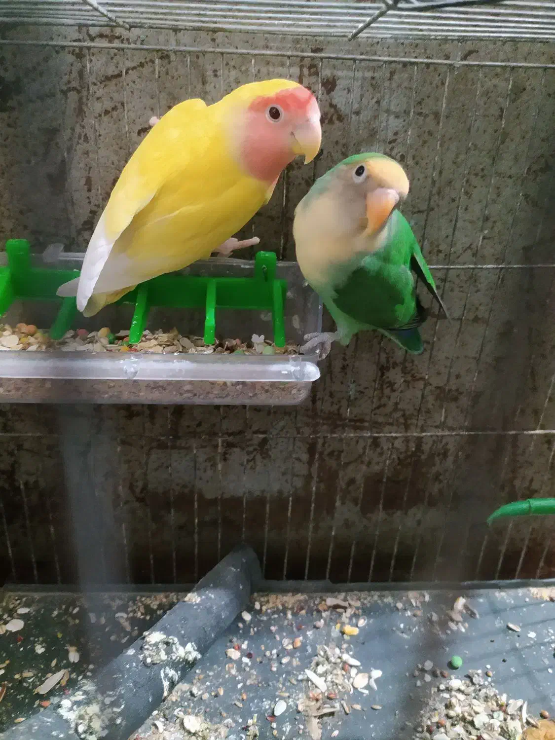 جفت کوتوله لوپ هلویی و بریزیلی|پرنده|زابل, |دیوار