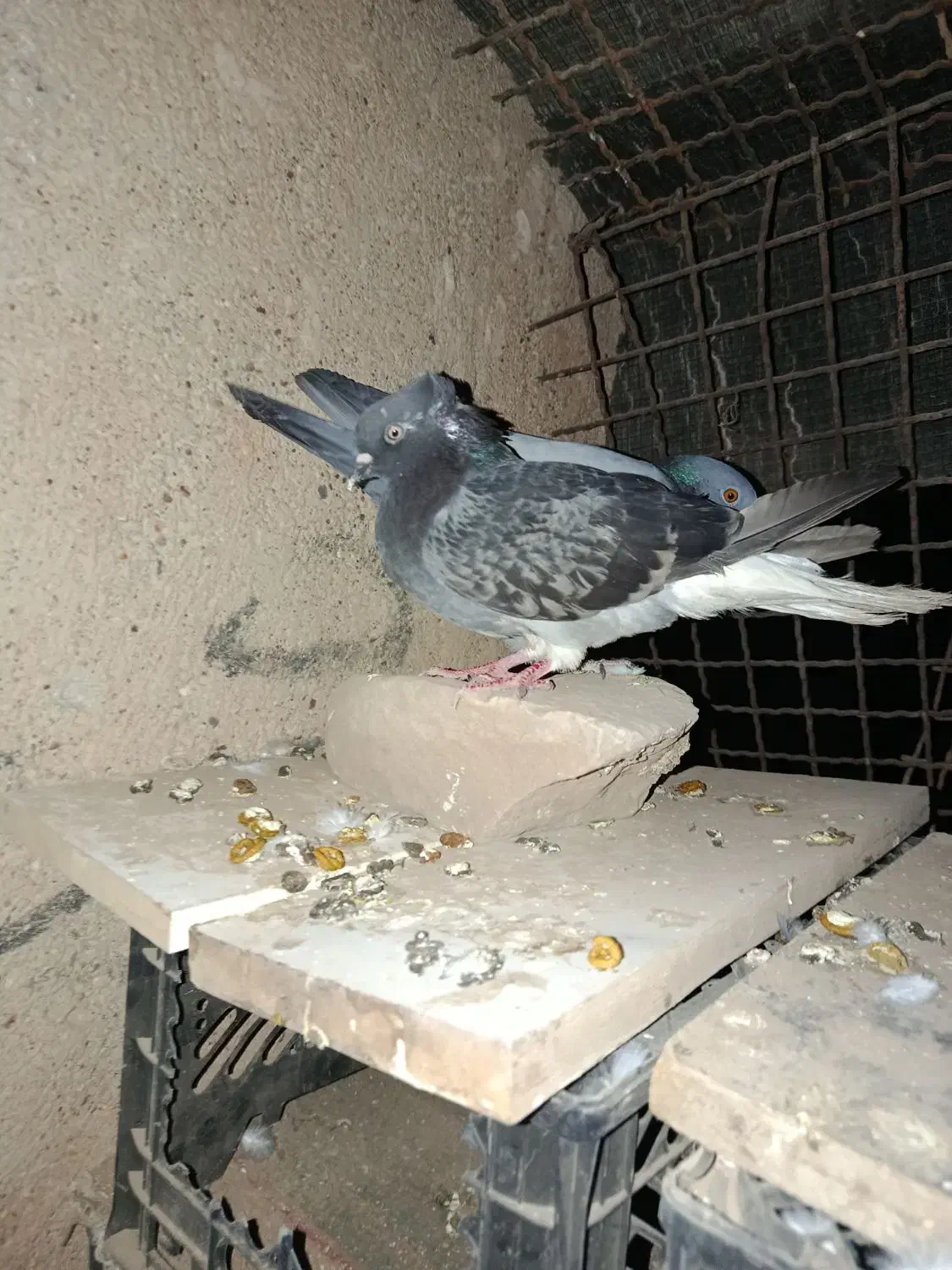 گوشی سالم نونو بدون استفاده. کبوتر معامله پلاکی|موبایل|مسجد سلیمان, |دیوار