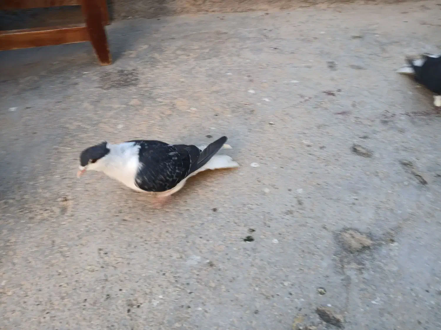 کبوتر|پرنده|شاهرود, |دیوار