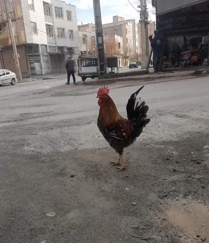 مرغ و خروس|حیوانات مزرعه|کرمانشاه, |دیوار