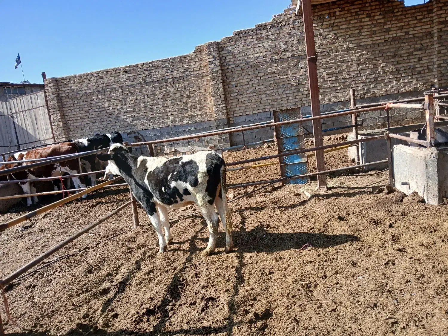 گوساله سیمینتال|حیوانات مزرعه|قیدار, |دیوار