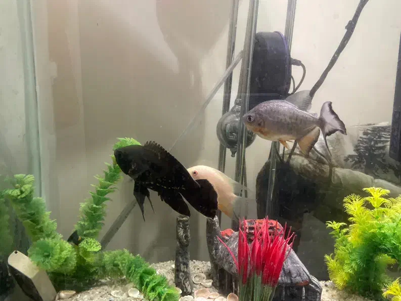 اکواریوم|ماهی|تهران, تهرانپارس شرقی|دیوار