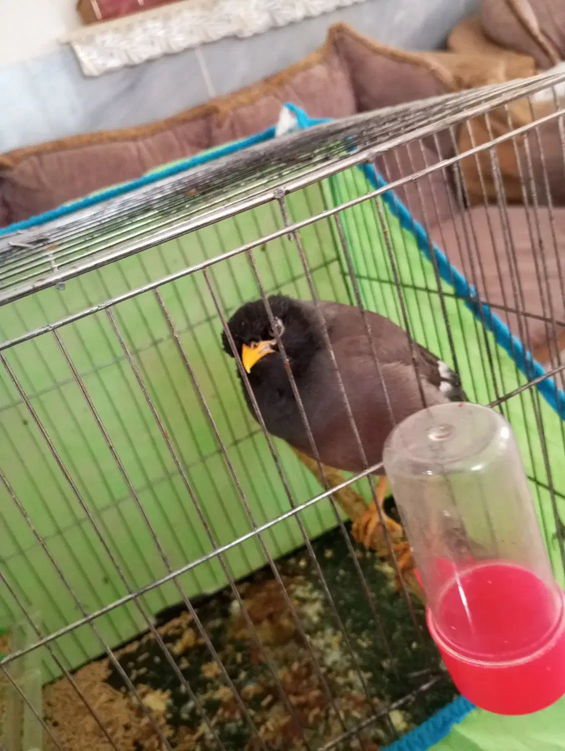 مرغ مینا|پرنده|اسفراین, |دیوار