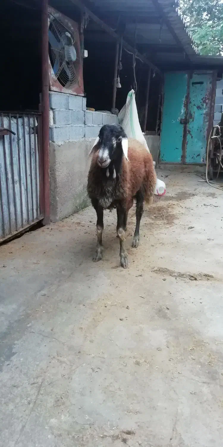 گوسفند نر تخمی|حیوانات مزرعه|قائم‌شهر, |دیوار