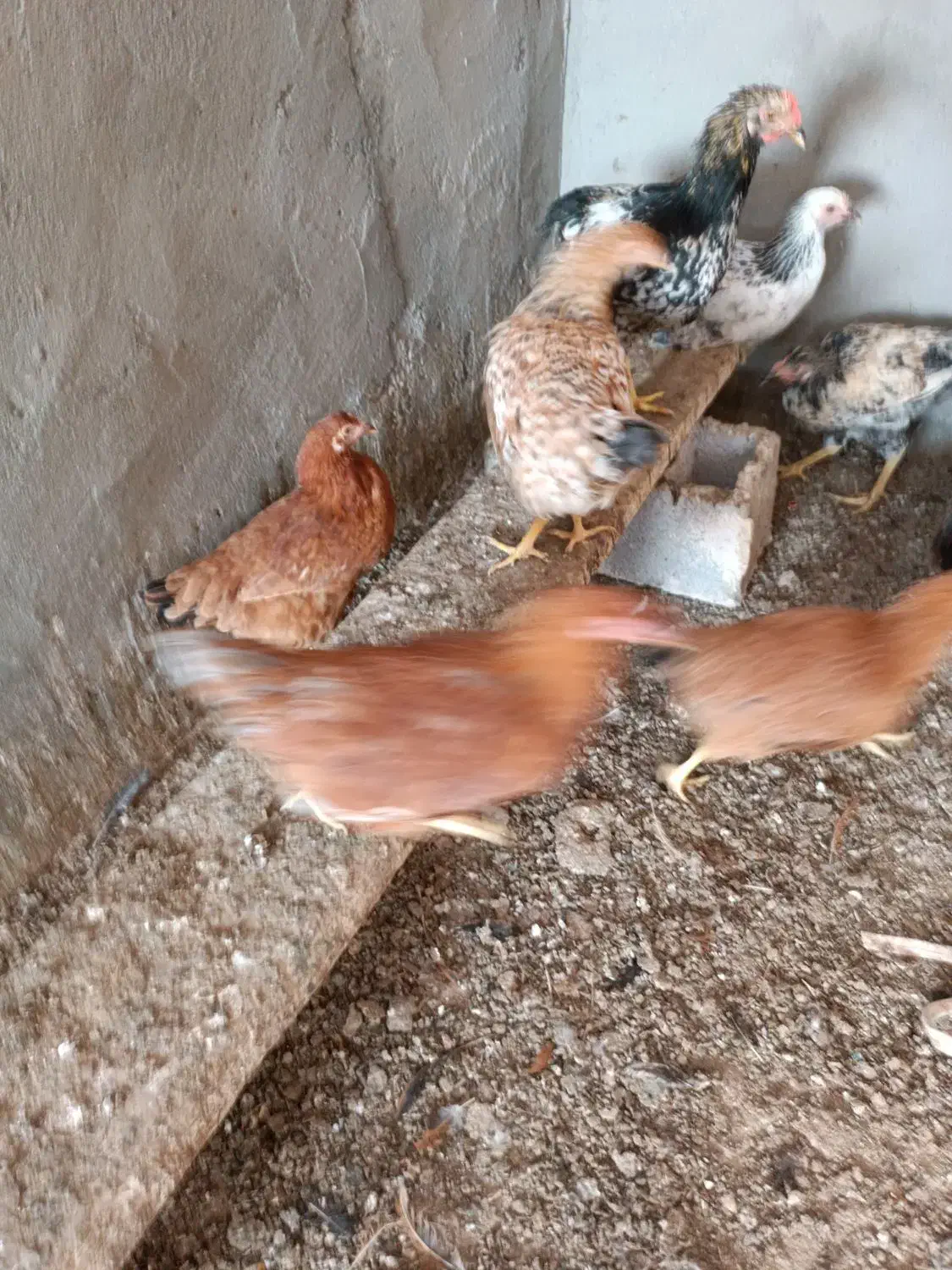 جوجه گلپایگان|حیوانات مزرعه|مه ولات, |دیوار