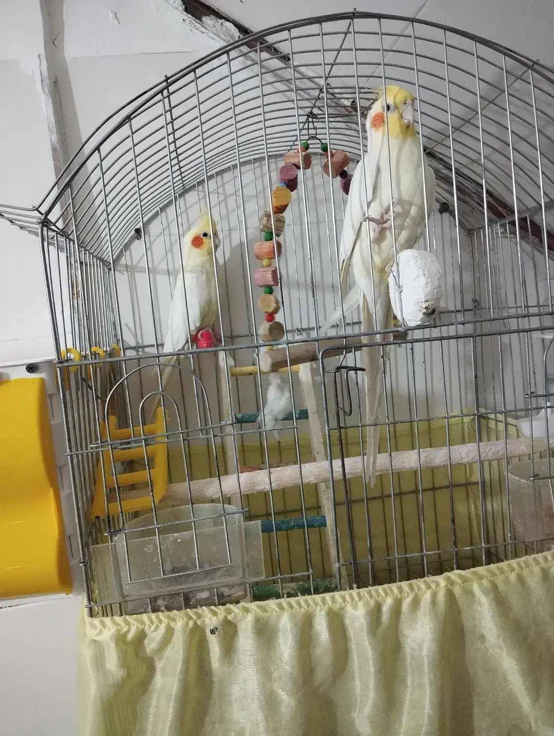 عروس هلندی|پرنده|سرپل ذهاب, |دیوار