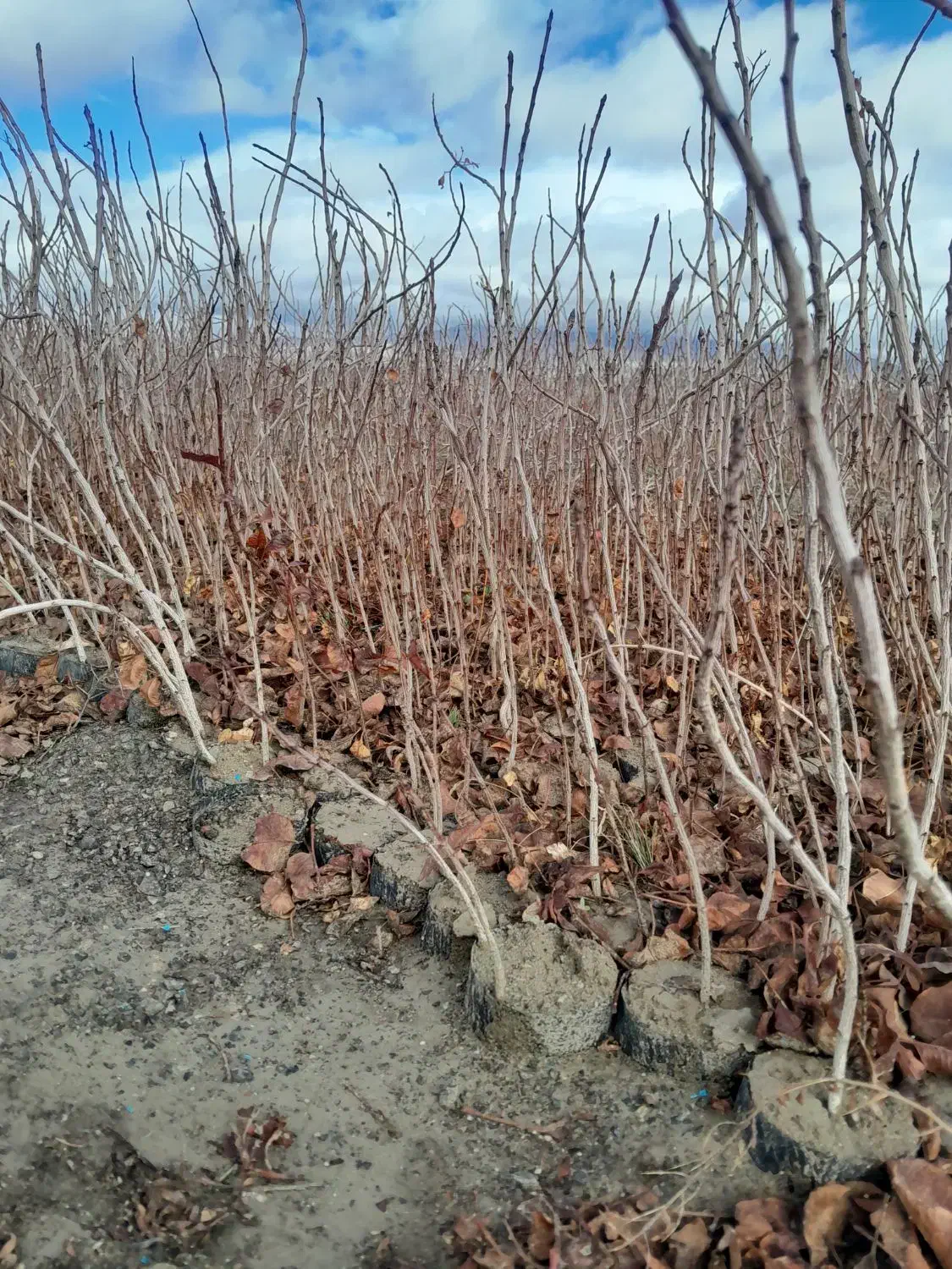 نهال پسته یکساله|خدمات باغبانی و درختکاری|حنا, |دیوار