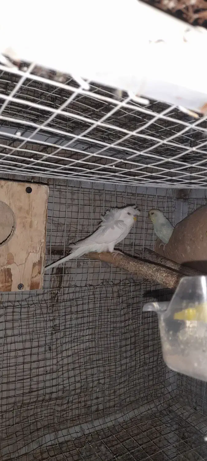 مرغ عشق مولد|پرنده|پاکدشت, پاکدشت (مامازند)|دیوار