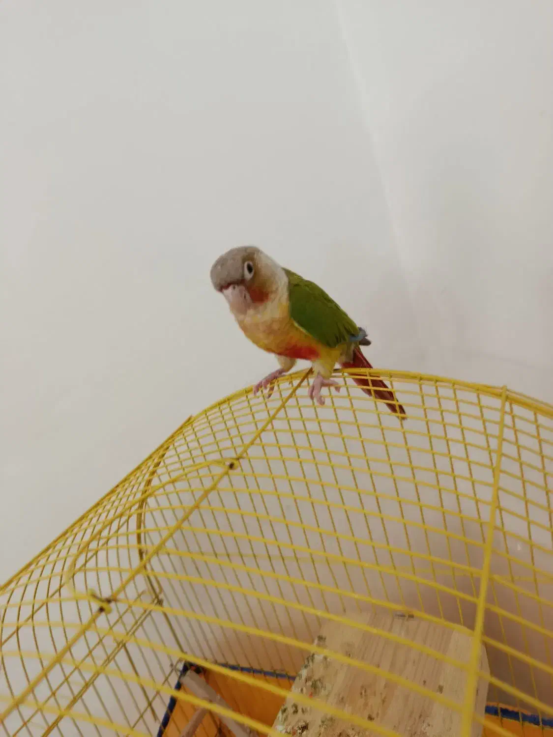 طوطی گرینچیک دستی سخنگو|پرنده|الوند, |دیوار