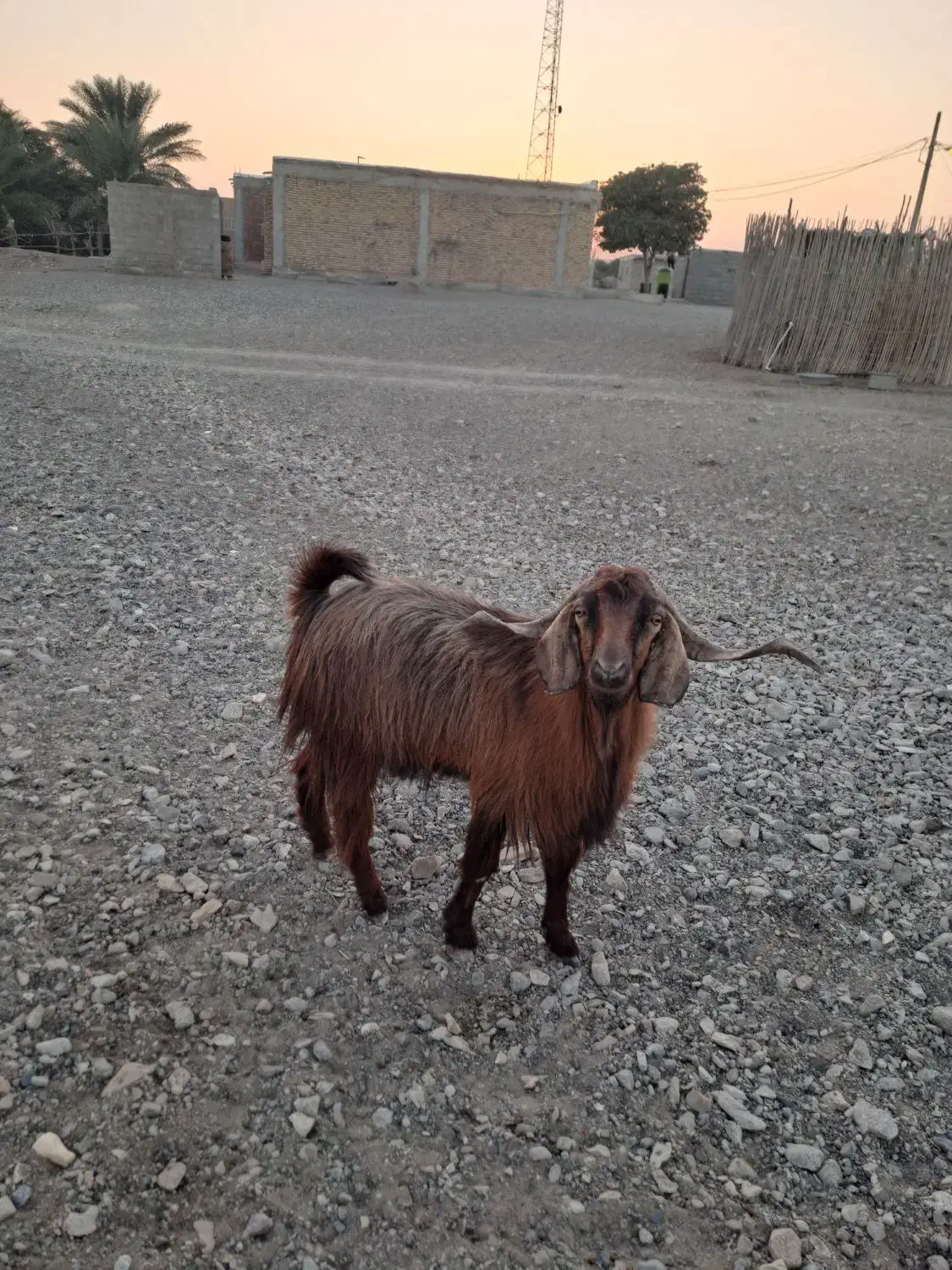 فروش چپشت،گوسفند|حیوانات مزرعه|قلعه گنج, |دیوار