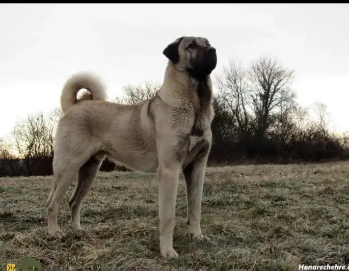 این سگ گمشده یا دزدیده شده|سگ|میاندوآب, |دیوار