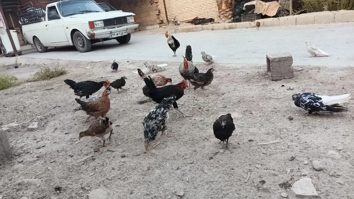 شادگان|پرنده|شادگان, |دیوار