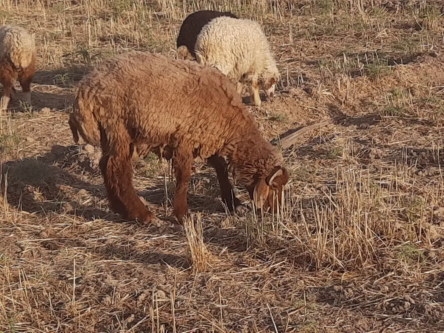 ۱۳ بره ۷ نر و ۶ ماده|حیوانات مزرعه|باوی, |دیوار