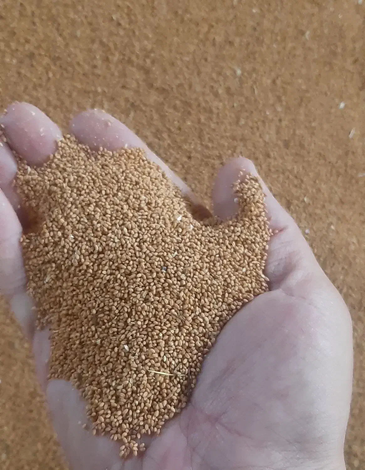 کاملینا|گل و گیاه طبیعی|شیروان (خراسان), |دیوار