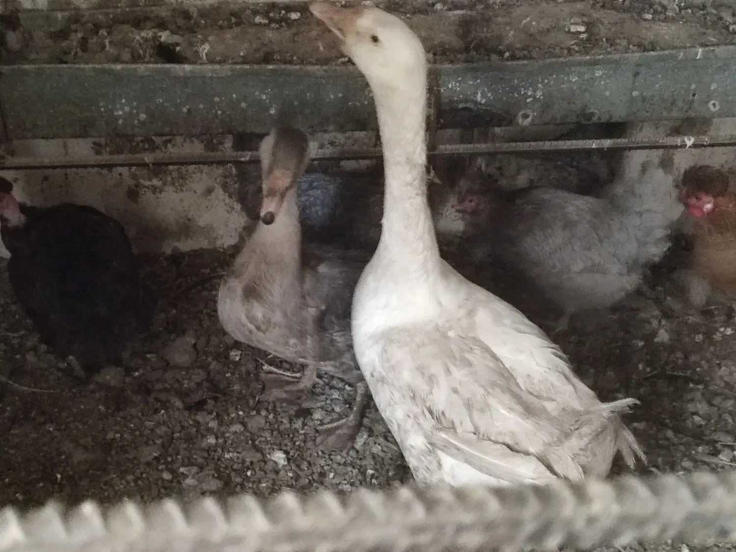 غاز 2عدد جوان|حیوانات مزرعه|محمدشهر, یزدیها|دیوار