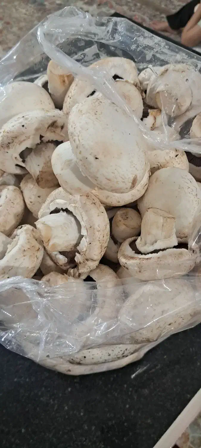 قارچ تازه دست چین الان|خوردنی و آشامیدنی|تربت جام, علوی|دیوار