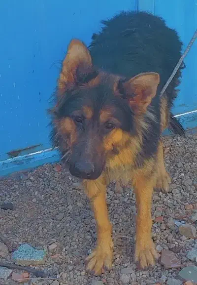 سگ.|سگ|زرند, |دیوار