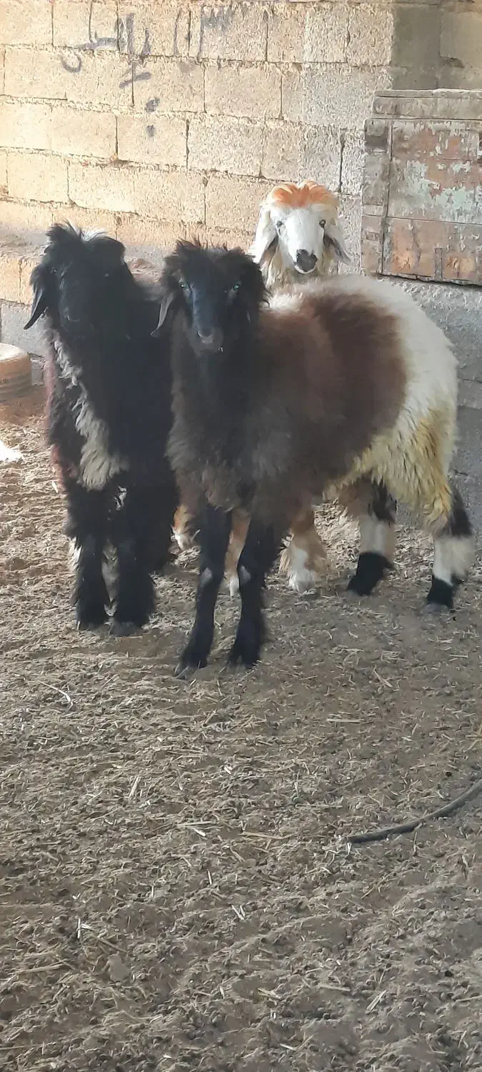 بره پرواری|حیوانات مزرعه|شبانکاره, |دیوار