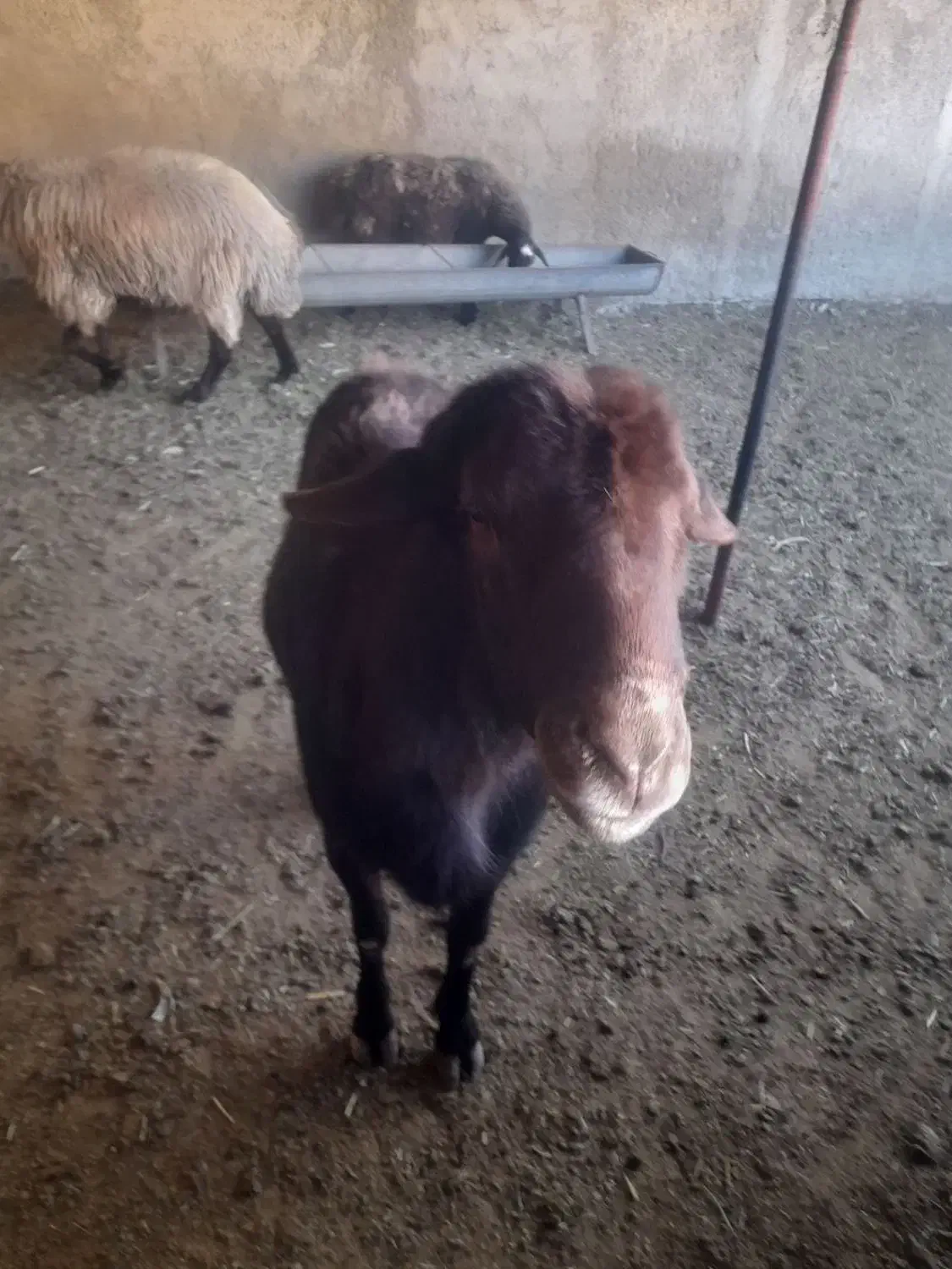 یک قوچ هما و یک قوچ  معمولی|حیوانات مزرعه|شیروان (خراسان), |دیوار