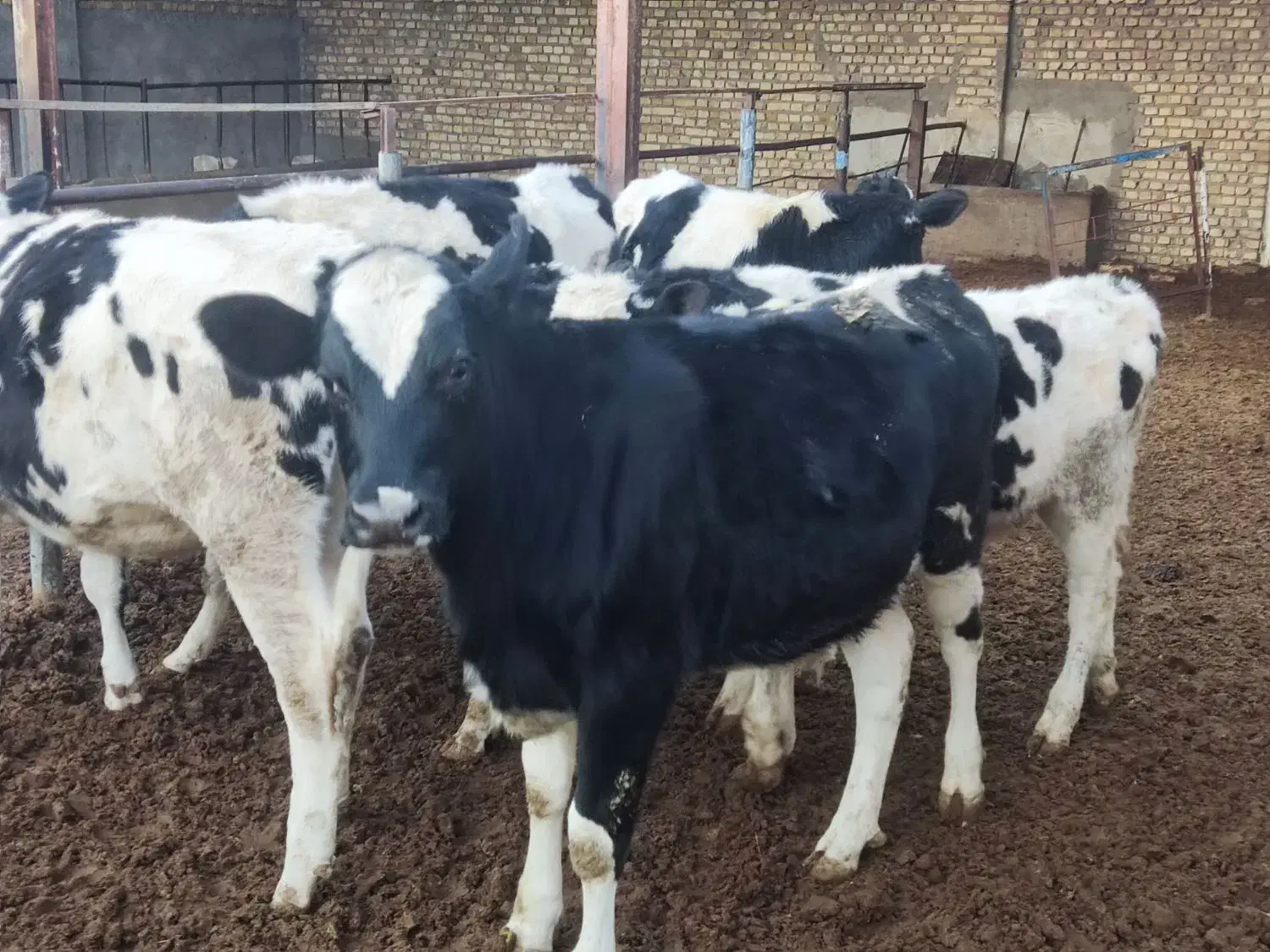 گوساله هلشتان نر و تلیسه|حیوانات مزرعه|رامند, |دیوار