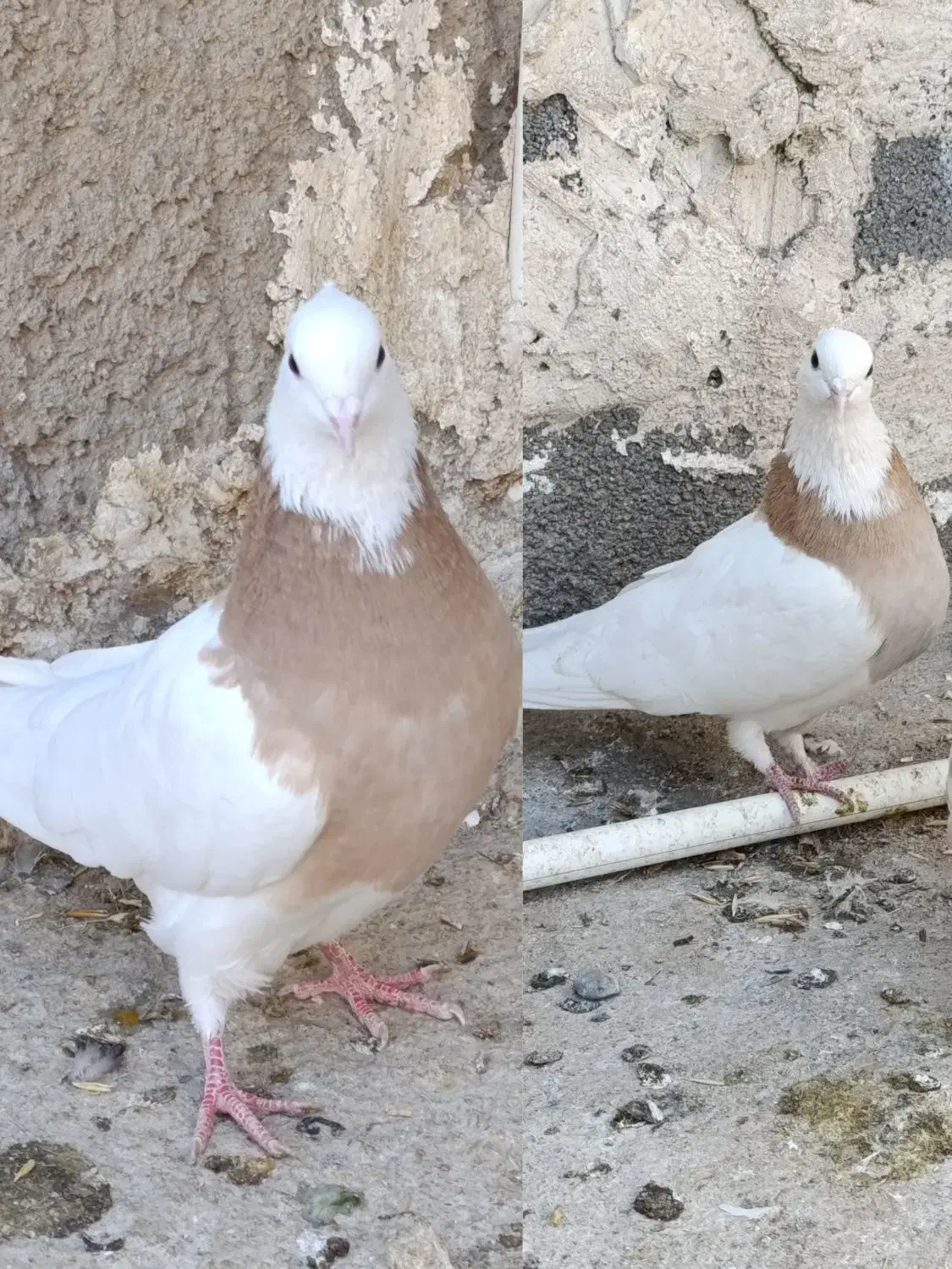 کبوتر،طوقی نسل درجه یک،دونه ای ۷۰۰روهم|پرنده|بیستون, |دیوار