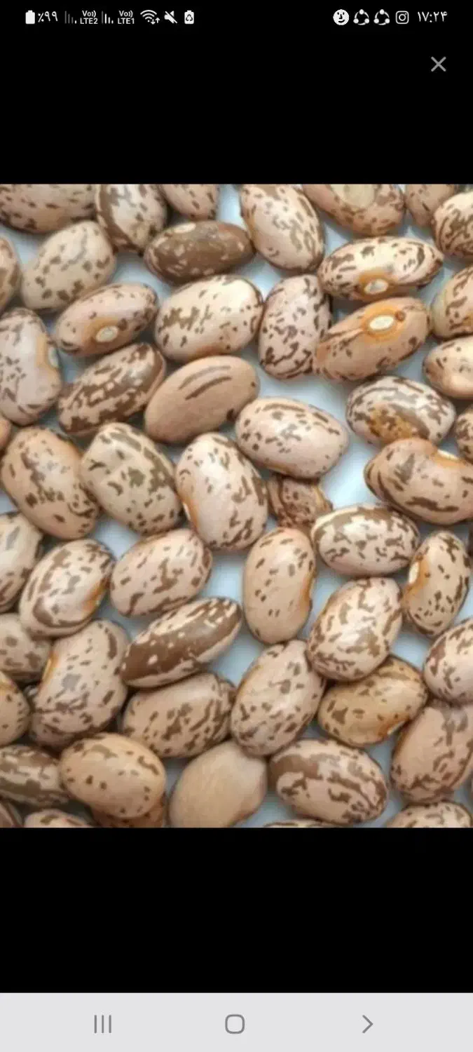 لوبیا چیتی ارتشی|خوردنی و آشامیدنی|اهواز, بهارستان|دیوار