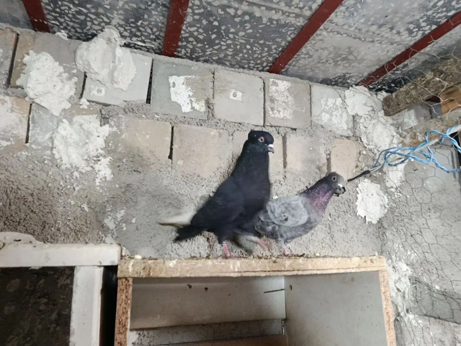 کبوتر دمبی|پرنده|دهدشت, |دیوار