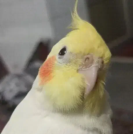 گمشده|حیوانات|کرمان, |دیوار