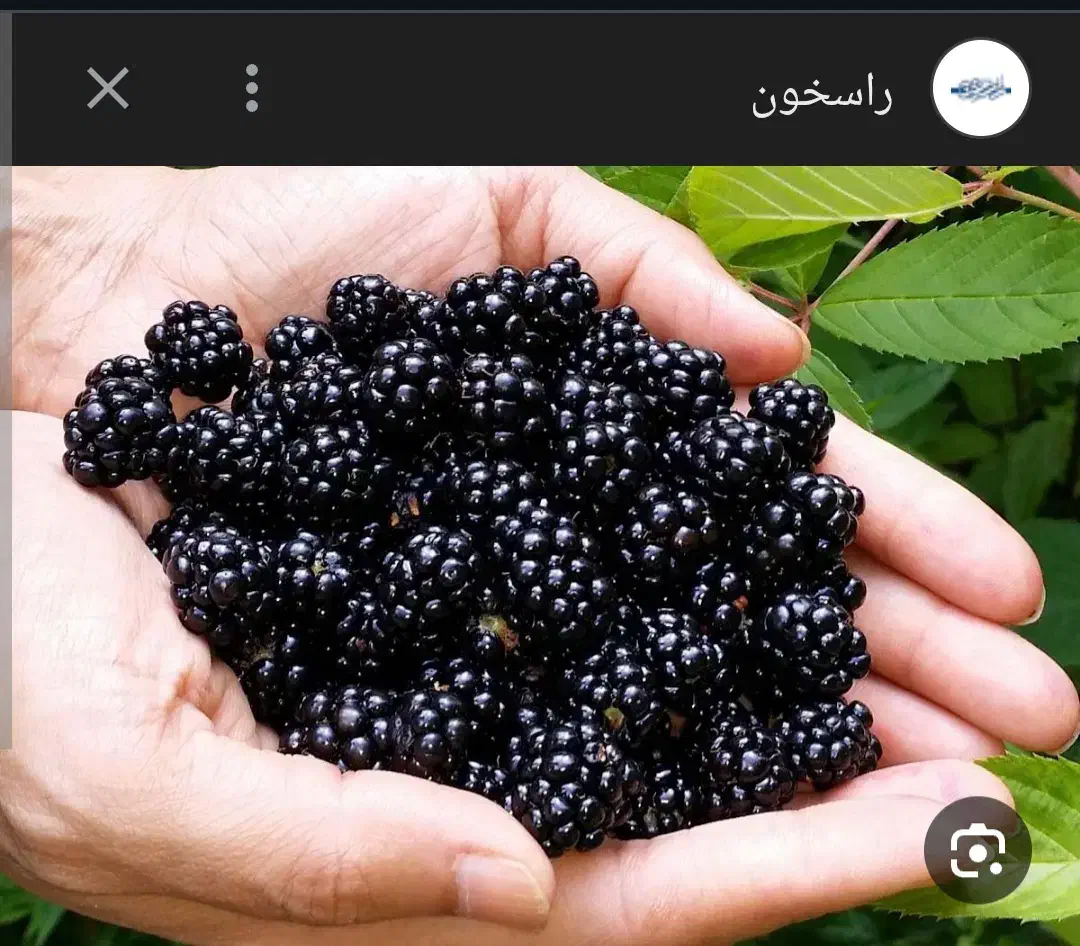 تمشک جنگلی|خوردنی و آشامیدنی|فاضل آباد, |دیوار