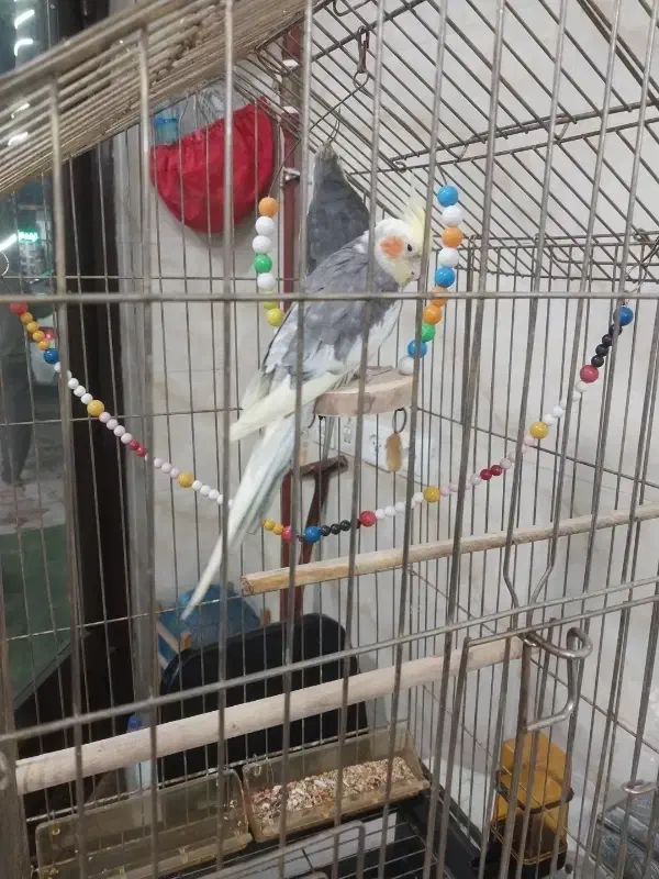 عروس دو عدد نر|پرنده|آستارا, |دیوار